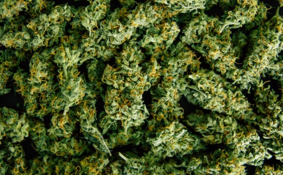 w-hemp-img-hemp-1-opt w-hemp-img-hemp-1-opt