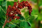 عسل سماق رایحه 850 گرمی